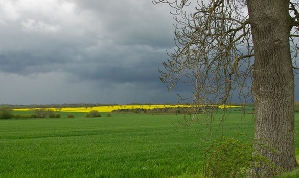 Rapeseed oil field with a tree on the right.